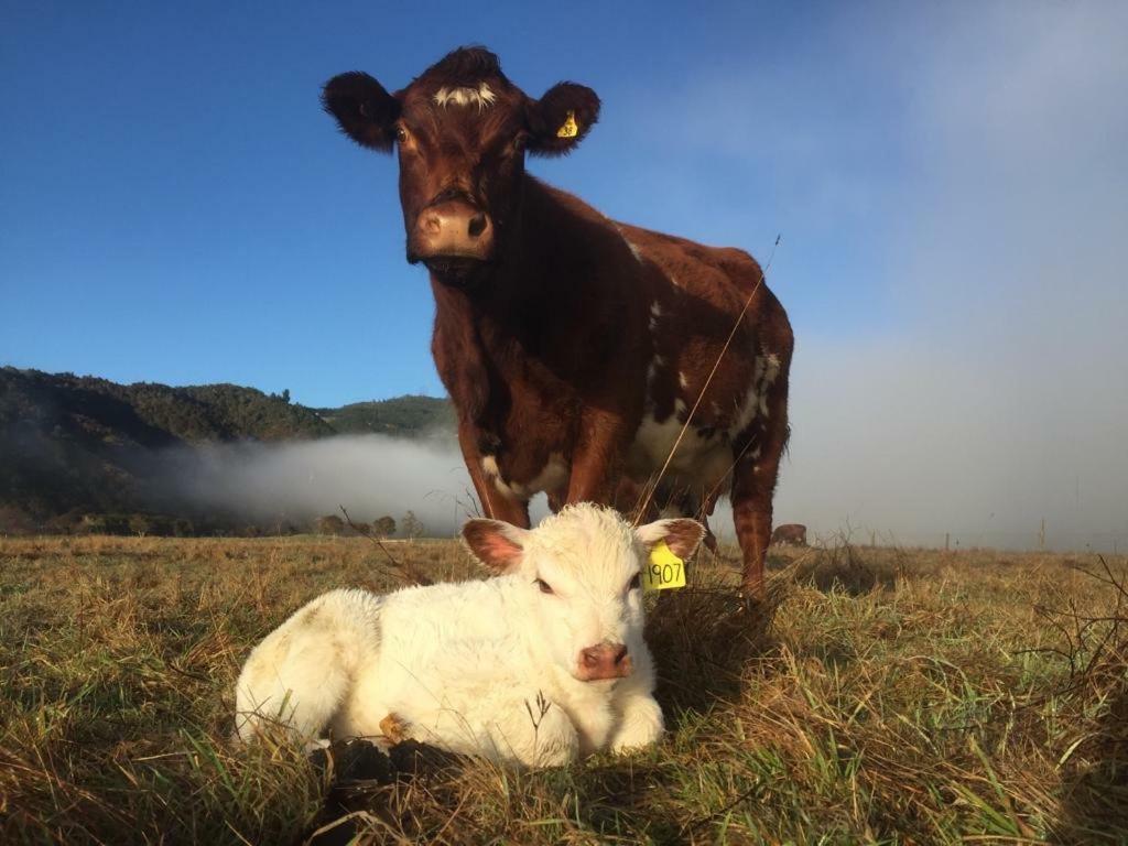 Mohaka River Farm Te Haroto Ngoại thất bức ảnh